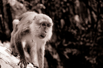 closeup of  young monkey otside sacred batu caves temple stairs during cloudy day
