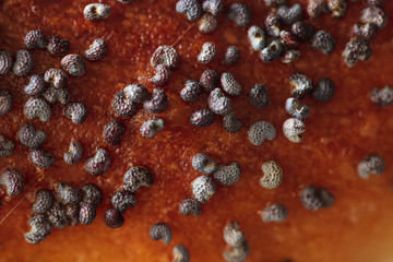 Poppy seeds in a bun as a background