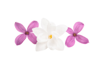 Fototapeta na wymiar Lilac flowers isolated