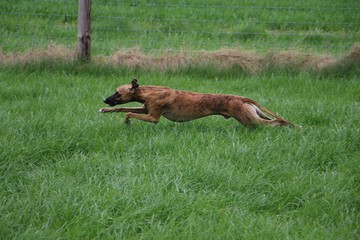 brindle whippet is running in the park