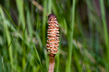 horsetail waiting for spring