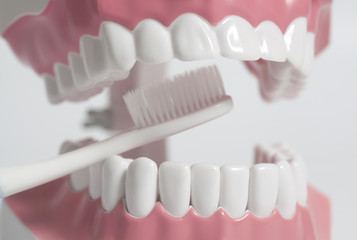 Fototapeta na wymiar Teeth human model with white toothbrush.