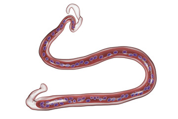 Brugia malayi, a roundworm nematode, one of the causative agents of lymphatic filariasis, 3D illustration showing presence of sheath around the worm and two non-continous nuclei in the tail tip