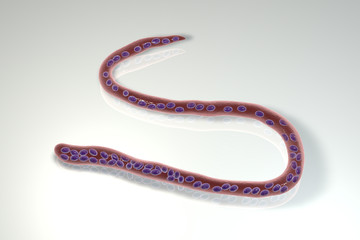 Obraz premium Mansonella perstans, a roundworm nematoda that causes serous cavity filariasis in humans, 3D illustration showing absence of sheath around the worm and tail nuclei extending to tip