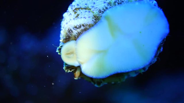blur sea snail crawling in dark blue light   inside aquarium tank