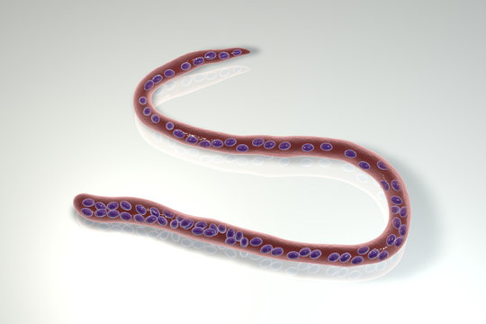 Mansonella perstans, a roundworm nematoda that causes serous cavity filariasis in humans, 3D illustration showing absence of sheath around the worm and tail nuclei extending to tip