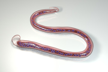 Wuchereria bancrofti, a roundworm nematode, one of the causative agents of lymphatic filariasis, 3D illustration showing presence of sheath around the worm and tail niclei non-extending to tip