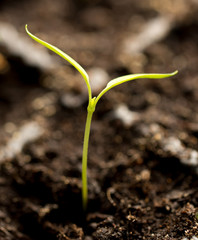 A young sprout of pepper in the ground