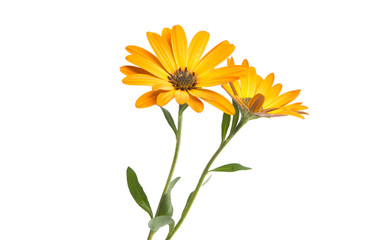 Osteospermum isolated