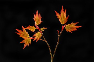 Fresh Spring acer leaves against black