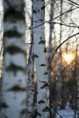Sunset through the branches of trees in the forest