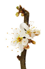 Blackthorn flowers and buds