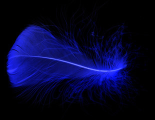 Blue feather on a black background