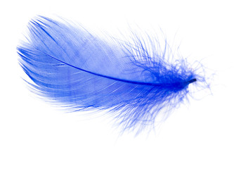 Beautiful blue feather on white background