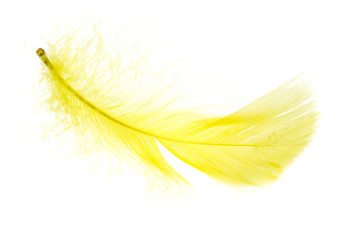 A beautiful yellow feather on a white background