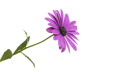 Osteospermum isolated