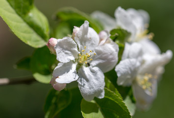 Flowers on a branch of an apple tree in spring