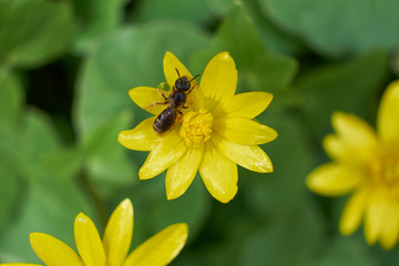 background nature spring the flowers the sun the flowering buds