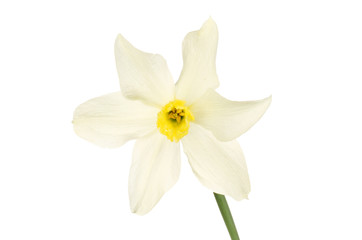 Naklejka na ściany i meble White daffodil flower