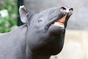 Portrait de Tapir - 203107716