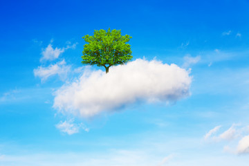 Tree, cloud and sky