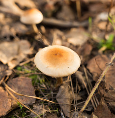Inedible fungus grows in the woods outdoors