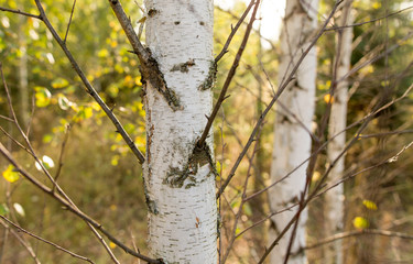 Birches in the open air in the forest