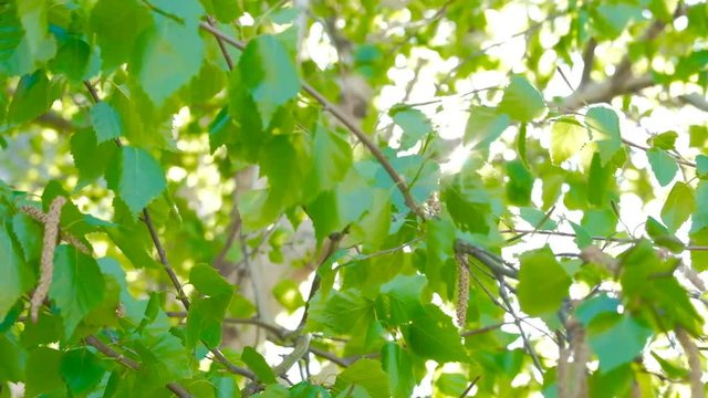 Nature background. Beautiful Sun shine through the fluttering on wind green tree leaves, footage with sun flare.