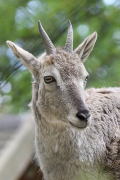 Barhal portrait