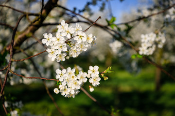 Naklejka premium Closeup of white cherry blossoms on the branch