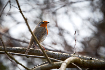 European robin (Erithacus rubecula) 