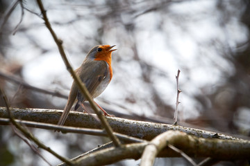 European robin (Erithacus rubecula) singing