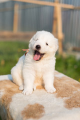 Portrait of a cute smiley maremmano abruzzese sheepdog puppy with tonque out sitting outside in summer. Image of Adorable white fluffy puppy