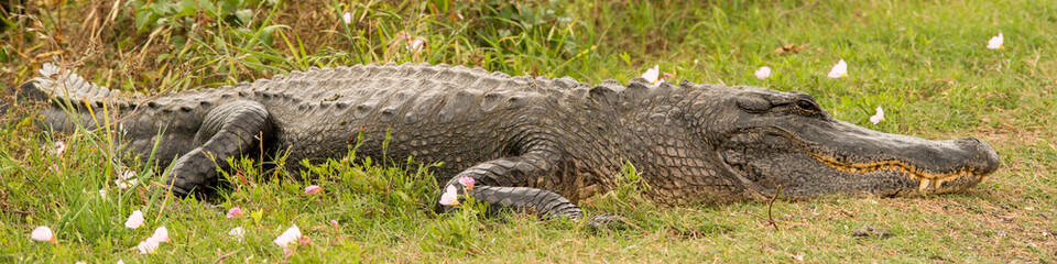 Brazos Bend State Park, Texas