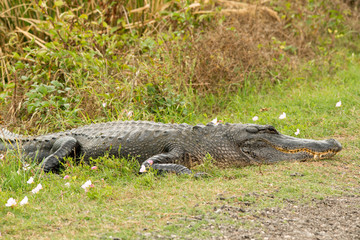 Brazos Bend State Park, Texas