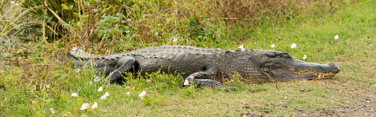 Brazos Bend State Park, Texas