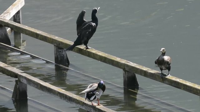 cormorani,  germano 4