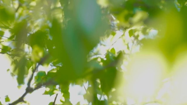 Out of focus footage Beautiful green nature with Sun shines through fluttering green leaves of birch.