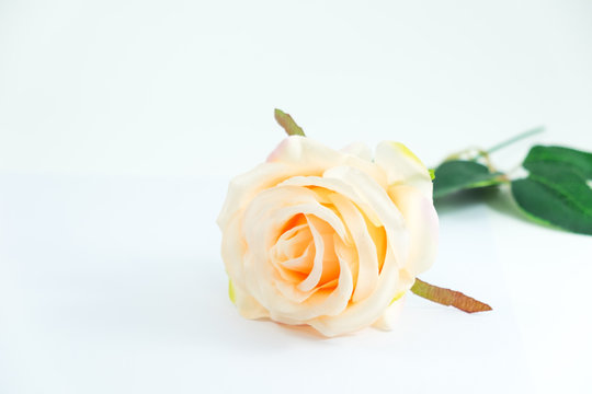 isolated beautiful rose on white background with copy space. image for plant, nature, valentine, flower concept