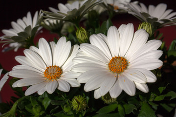Obraz premium Cape Marguerite