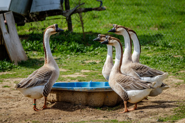 Five gooses standing around a baby pool drinking water in Markgräferland. The region is known for its vineyards and often called by Germans the Tuscany of Germany.