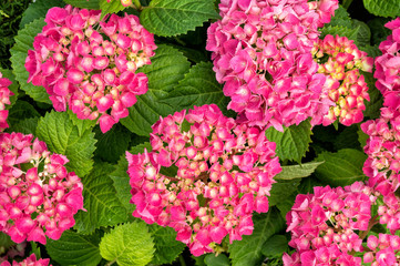 Pink hydrangea. Hortensia. Hydrangea macrophylla. Close-up. Flowers, leaves and sunlight. Breathe in aroma of spring.