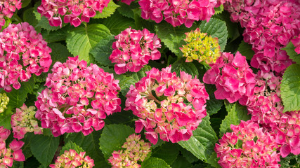 Pink hydrangea. Hortensia. Hydrangea macrophylla. Close-up. Flowers, leaves and sunlight. Breathe in aroma of spring.