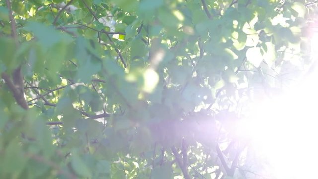 Sunbeams shining through lush green leaves of birch. Warm spring sun flickering through green foliage.