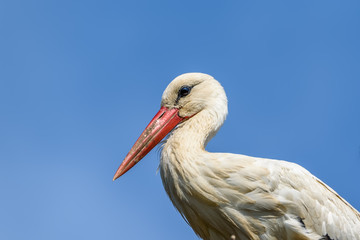 Stork in a nest against the sky. close-up.