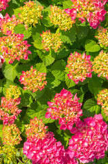Pink hydrangea. Hortensia. Hydrangea macrophylla. Close-up. Flowers, leaves and sunlight. Breathe in aroma of spring.