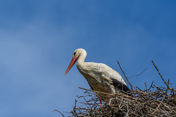 Stork in a nest against the sky. close-up.