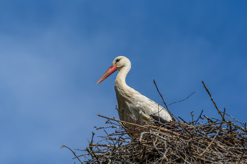 Stork in a nest against the sky. close-up.