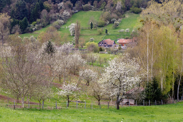 Fototapeta premium A beautiful meadow full of blossom cherry trees in Markgräferland. The region is known for its vineyards amd often called by Germans the Tuscany of Germany