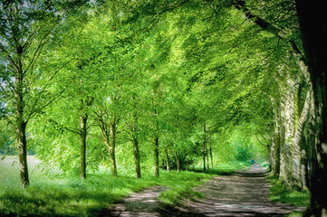 Bridleway through the fresh green woodland trees in Spring 
